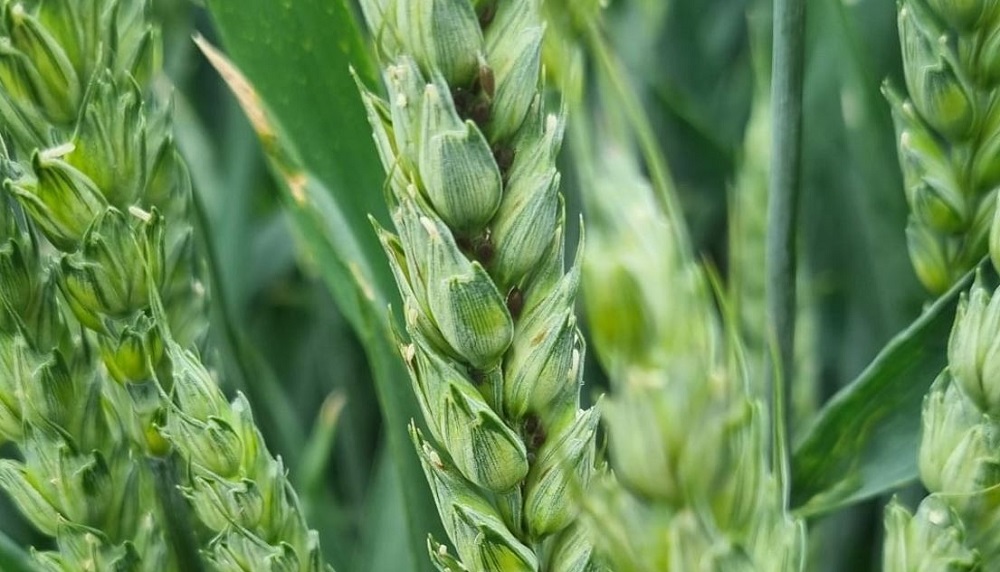 Grain aphids on wheat ears.